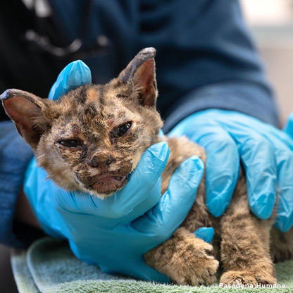 Help Badly Burned Kitten Get Intensive Care