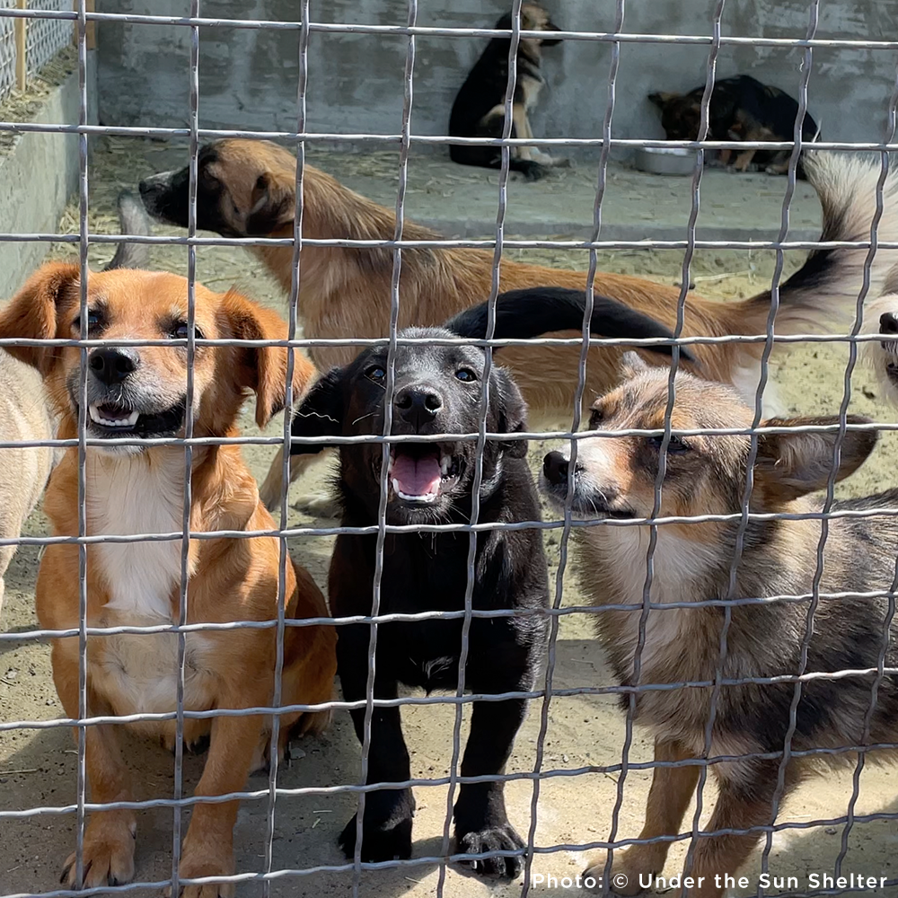 Group of dogs behind a wire fence in an animal shelter.