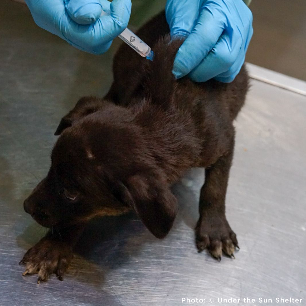 Send Medication to Protect Hundreds of Dogs from Deadly Illnesses