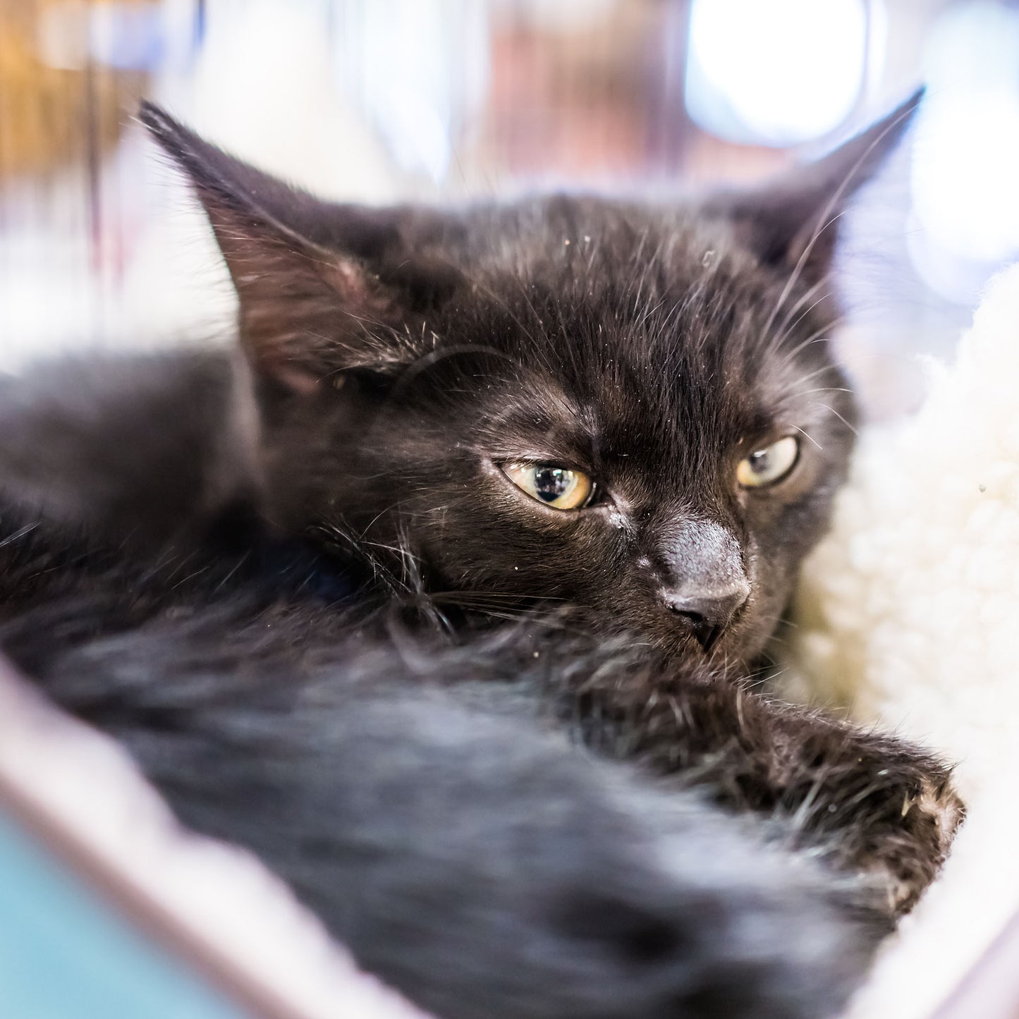 Crazy for Cats: Provide Essentials for Cats & Kittens In Need