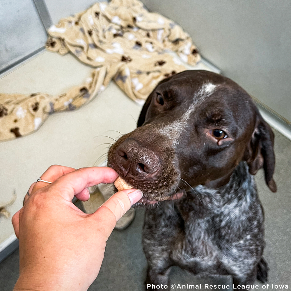 6th Annual Holiday Toy & Treat Drive: Bring Joy To a Shelter Pet