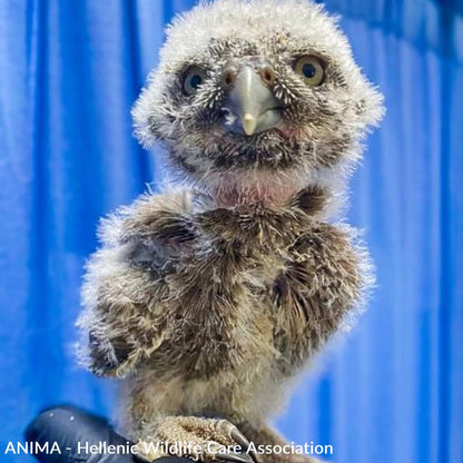 Funded: Baby Owls Need Help Spreading Their Wings