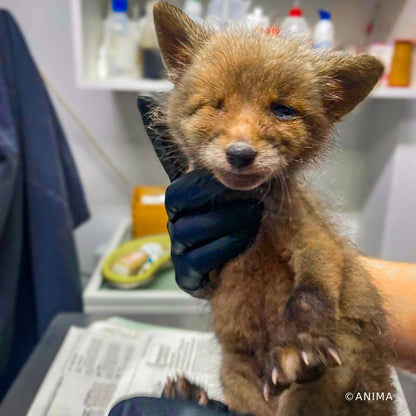 Help Provide Lifesaving Care to Orphaned and Injured Baby Wildlife