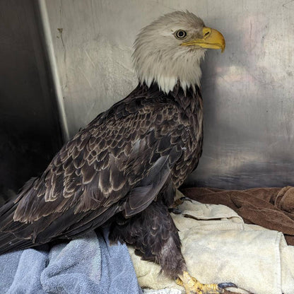 Help Injured Raptors Regain Their Wings