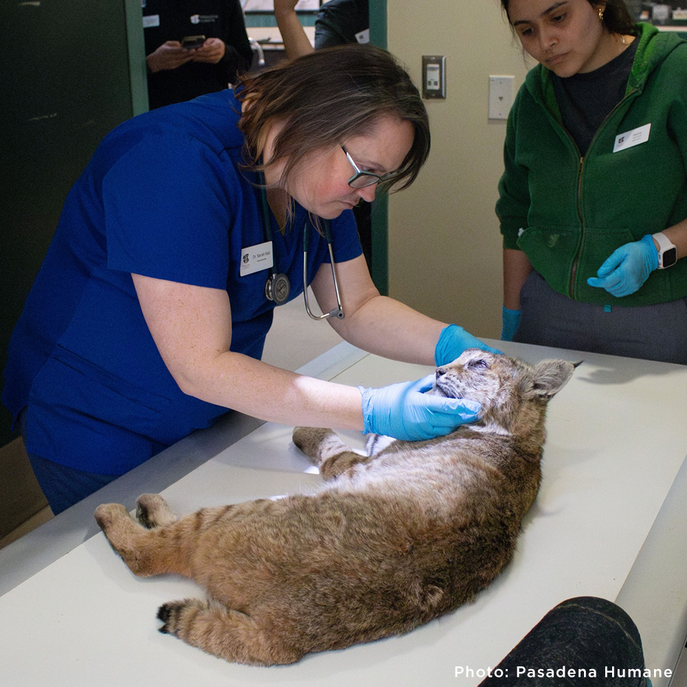 URGENT: Help Wildlife Injured in the Southern California Wildfires