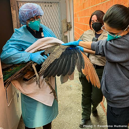 URGENT: Help Wildlife Injured in the Southern California Wildfires