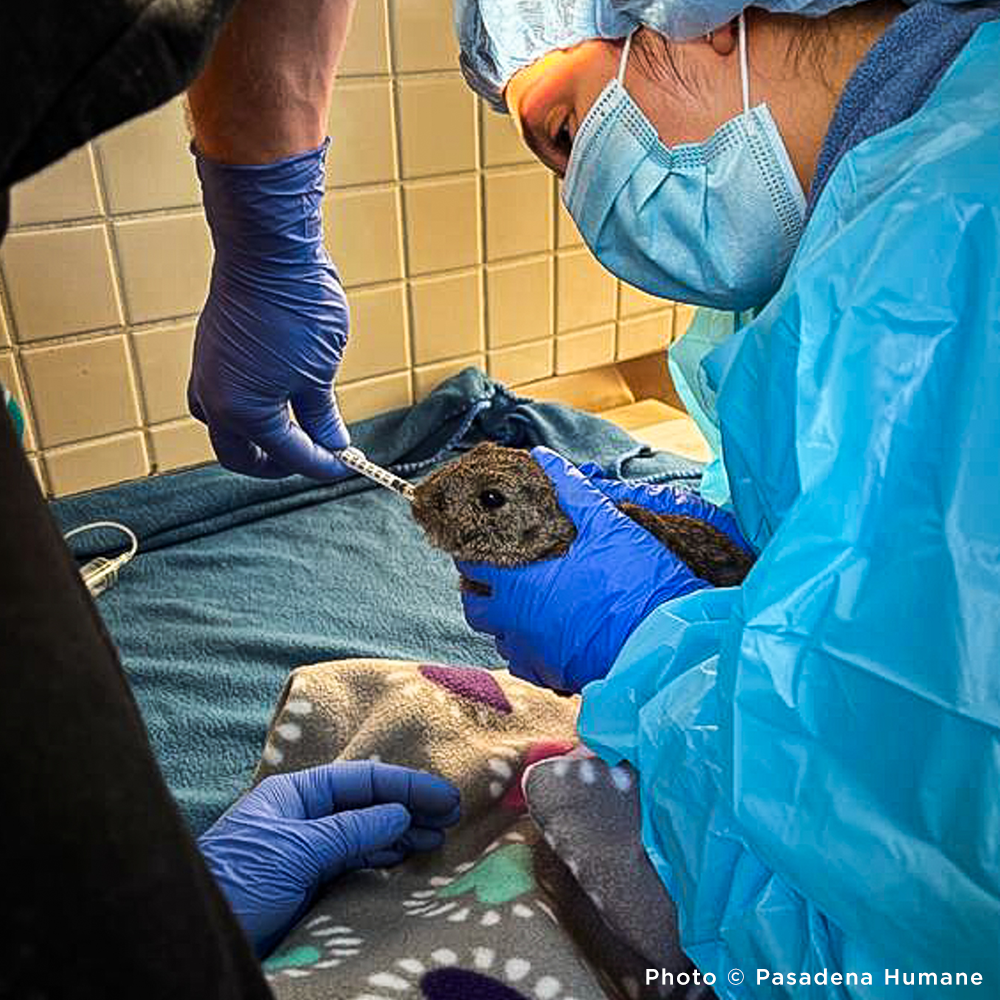 URGENT: Help Wildlife Injured in the Southern California Wildfires