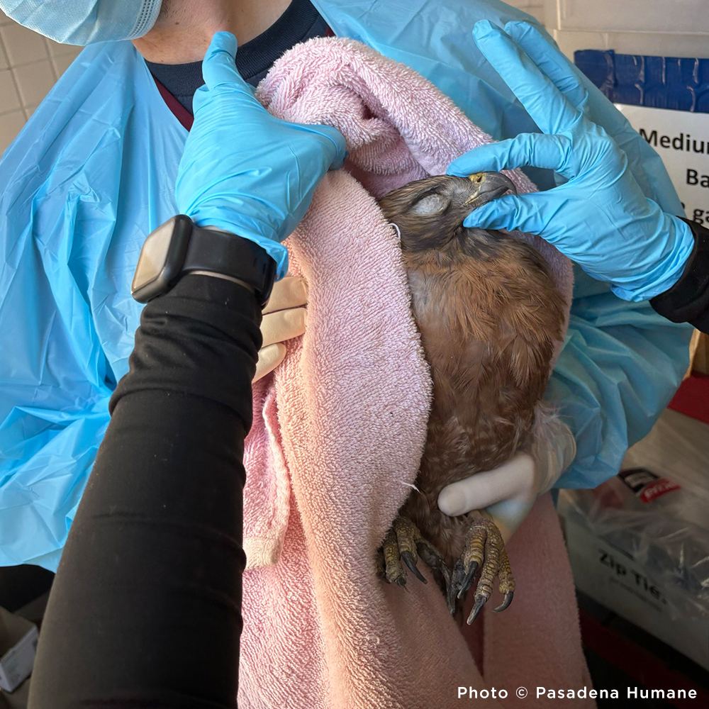 URGENT: Help Wildlife Injured in the Southern California Wildfires