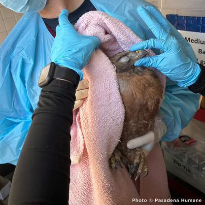 URGENT: Help Wildlife Injured in the Southern California Wildfires