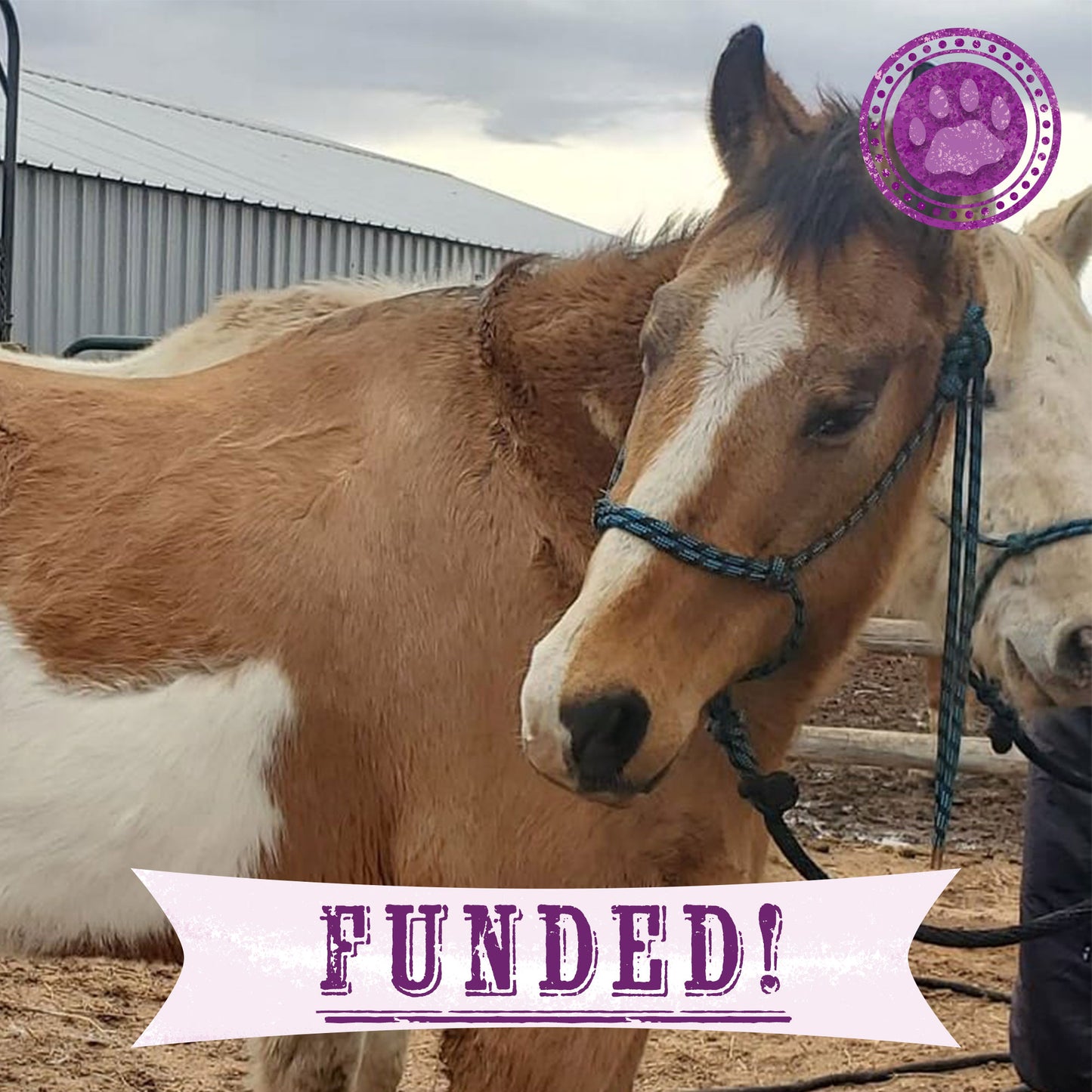 Funded - Save Emaciated Horse Named Cash