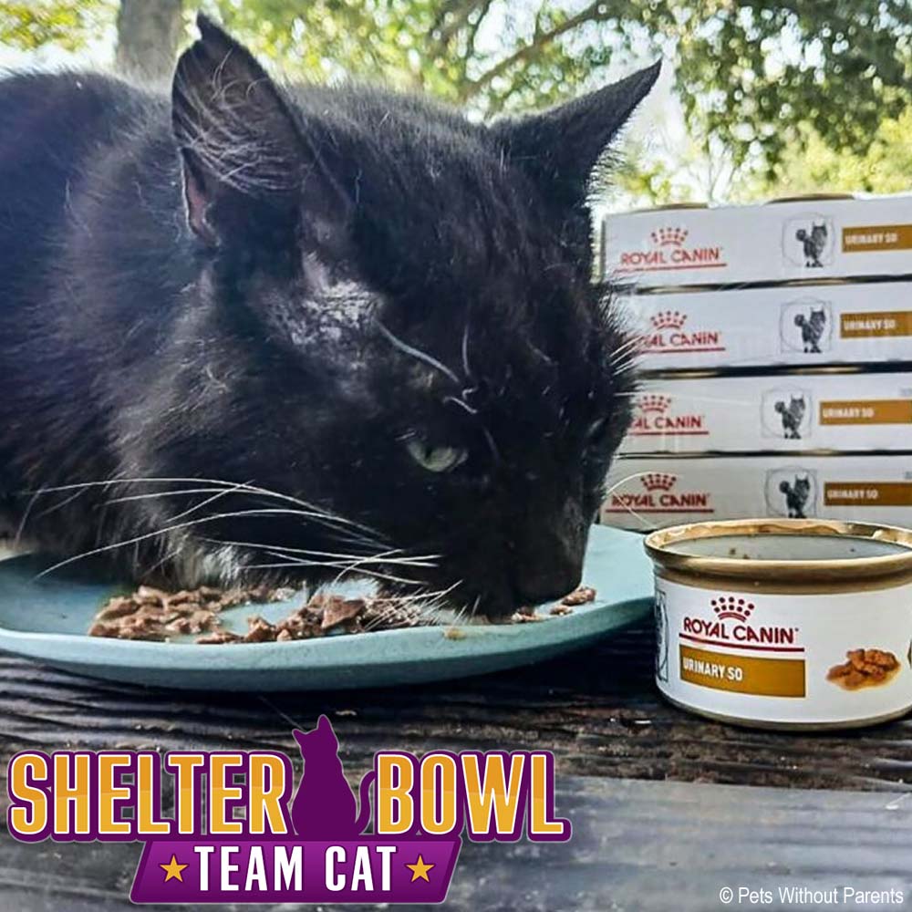 Shelter Bowl 2026: Feed Hungry Shelter Pets