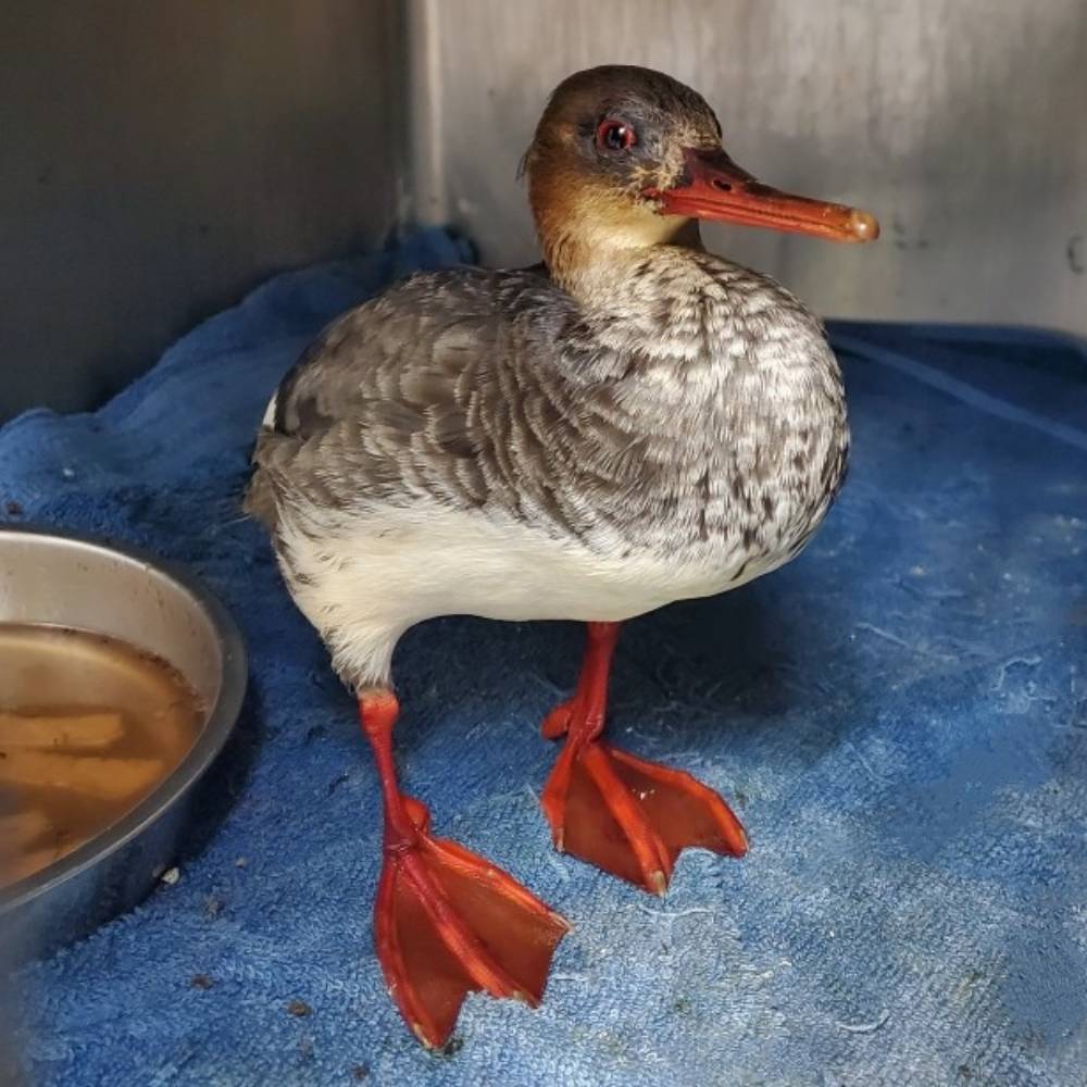 Help This Common Merganser Recover From Becoming Trapped in Oil