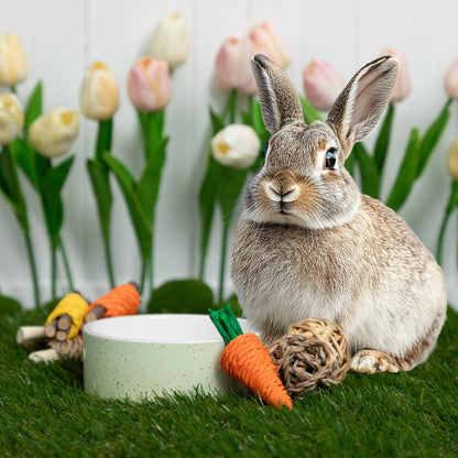 Send Supplies & Goodies To Rescued Bunnies