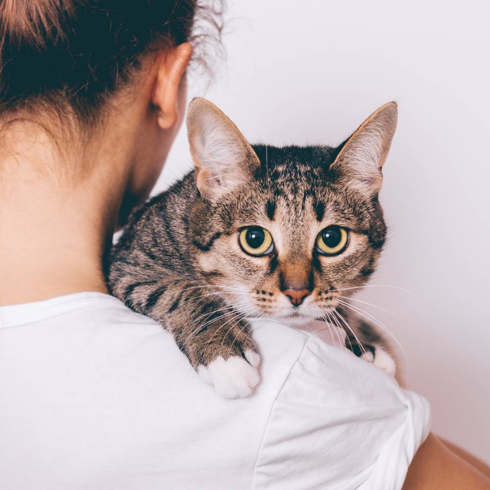Keep Domestic Violence Victims and Their Pets Together