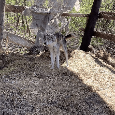 Funded: Dog Abandoned Near Frontlines with Life-Threatening Disease Needs Your Support to Survive