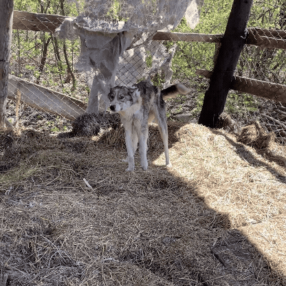 Funded: Dog Abandoned Near Frontlines with Life-Threatening Disease Needs Your Support to Survive