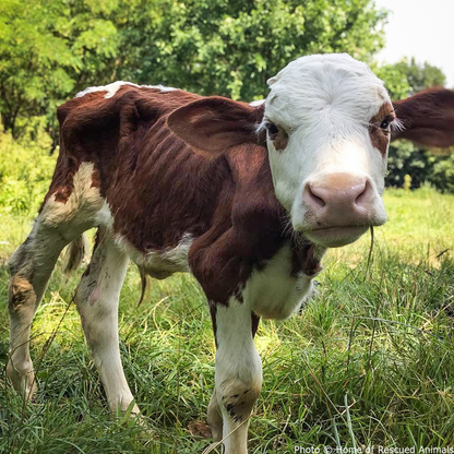 Funded: Support Lipchyk the Calf’s Recovery