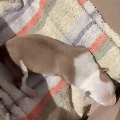 Funded: Help Save Malnourished Mama and Her Newborn Puppy Found in War Zone