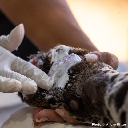 Endangered Jaguars Burned in Horrific Wildfires Need Your Help