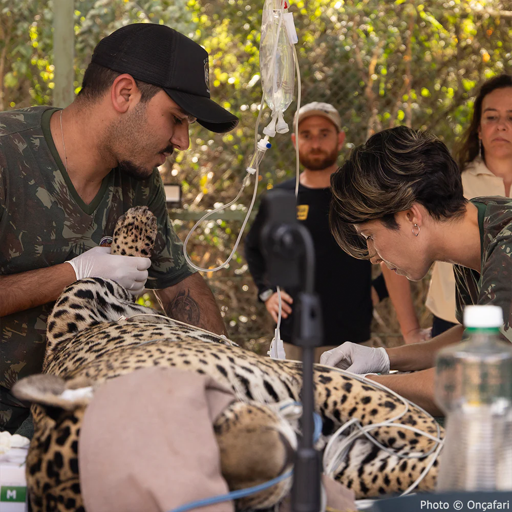 Endangered Jaguars Burned in Horrific Wildfires Need Your Help