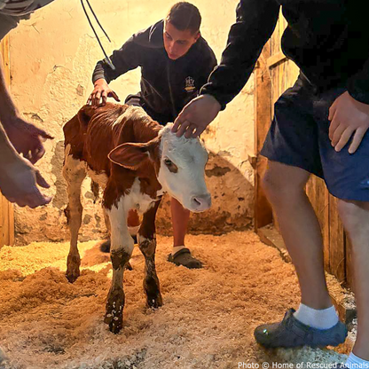 Funded: Support Lipchyk the Calf’s Recovery