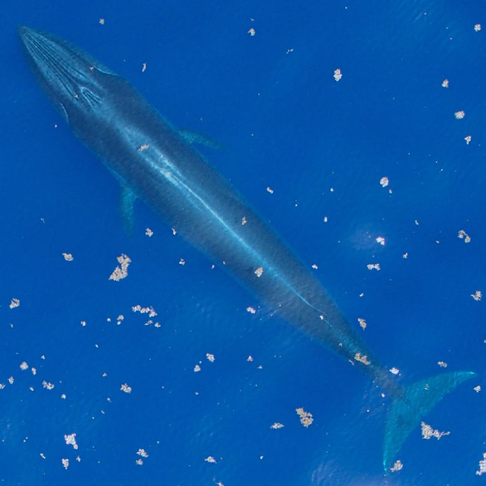 Federal Protections Gutted, Critically Endangered Species At Risk