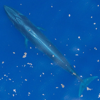 Federal Protections Gutted, Critically Endangered Species At Risk