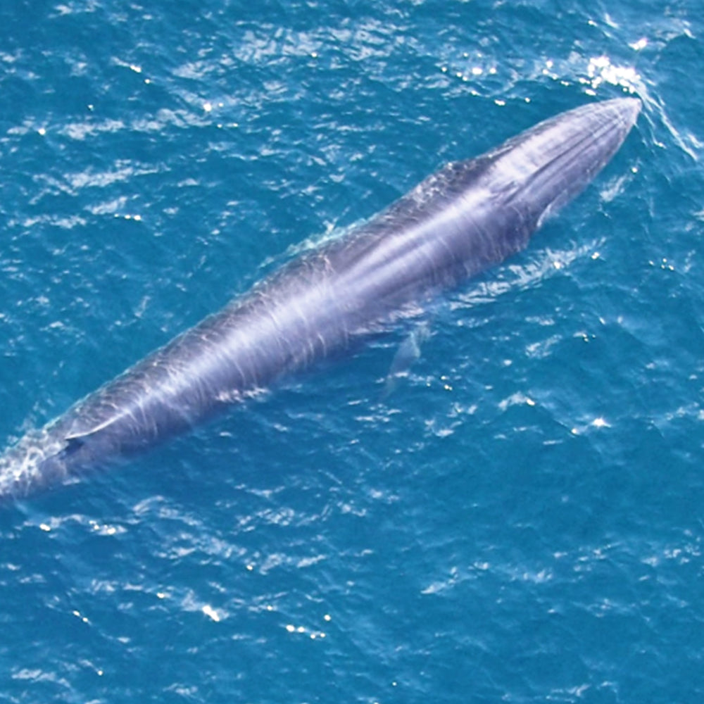 Federal Protections Gutted, Critically Endangered Species At Risk