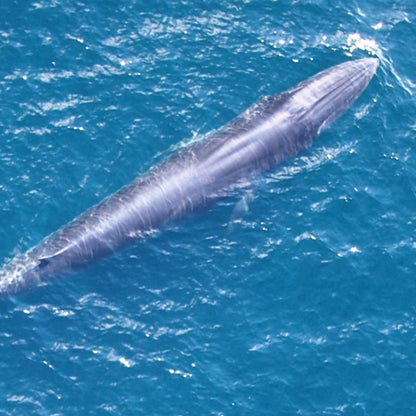 Federal Protections Gutted, Critically Endangered Species At Risk