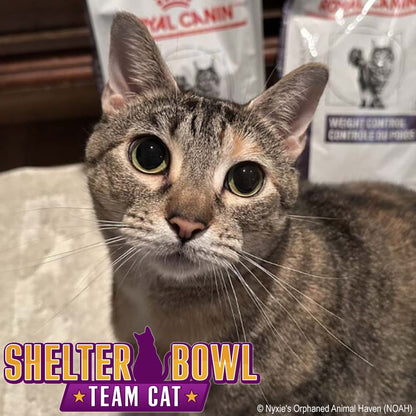 Shelter Bowl 2026: Feed Hungry Shelter Pets