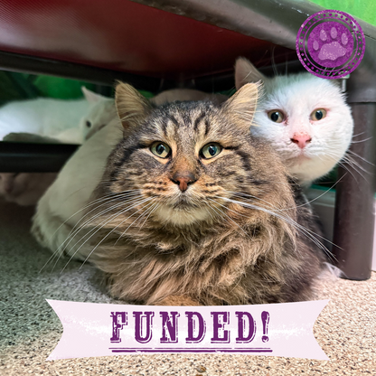 Funded: 17 Cats and Dogs Rescued from Overcrowded Home Need Urgent Care