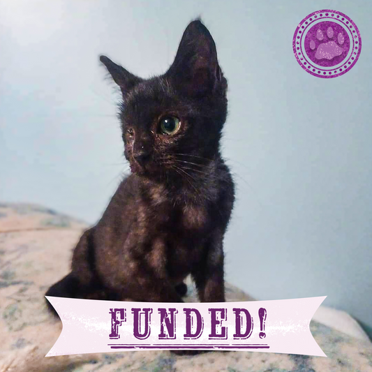 Funded: Aemond Cannot See Due to Severe Eye Infections and Needs Your Help to Heal