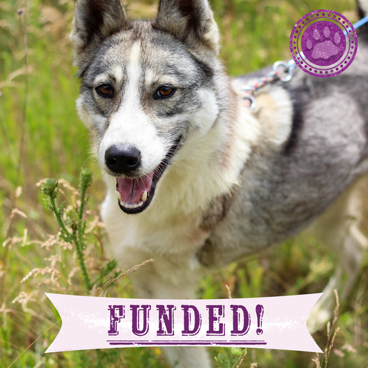 Funded: Dog Abandoned Near Frontlines with Life-Threatening Disease Needs Your Support to Survive