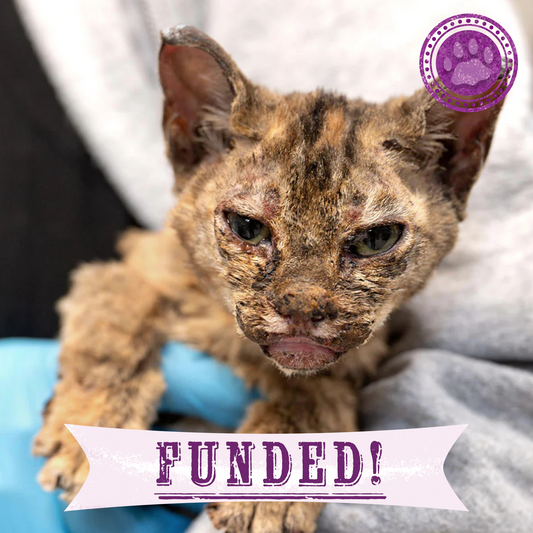 Funded: Help Badly Burned Kitten Get Intensive Care