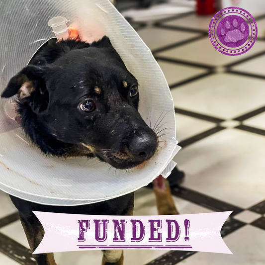 Funded: Arti Survived the War - Now Help Her Survive Her Wounds.