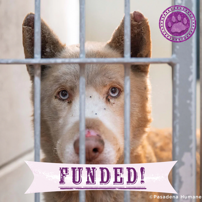 Funded: Horribly Burned in L.A. Fires - Husky Mix Needs Intensive Care