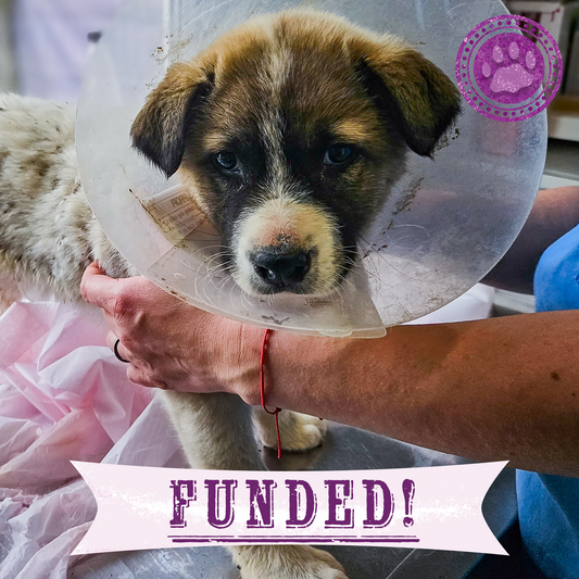 Funded: Help Brăduț Heal from a Severe Back Wound