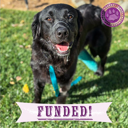 Funded: Braxon Was Found on Side of Road with Shattered Leg, Help Him Heal