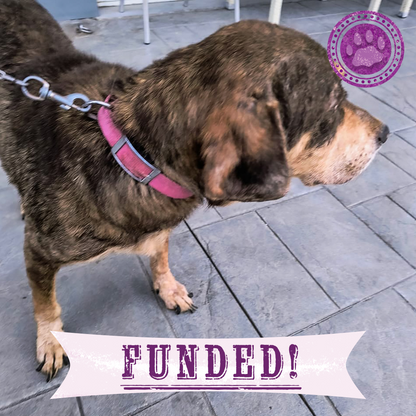 Funded: Save Bush from Malnourishment & Disease Before It's Too Late