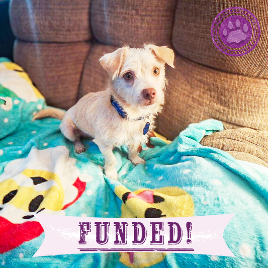 Funded: Casper Was Struck by a Car and Now He Is Fighting to Ever Walk Again