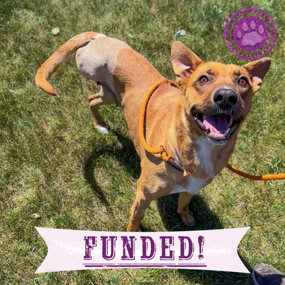 Funded: Emaciated Mama Dog with Broken Leg Needs Your Support to Walk Again