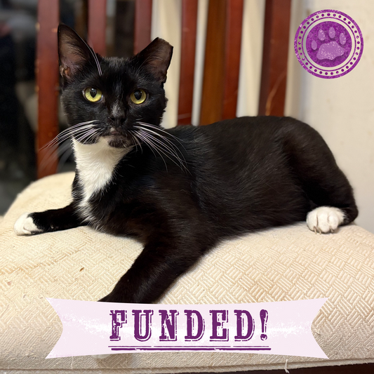 Funded: Help Checkers Overcome Severe Asthma