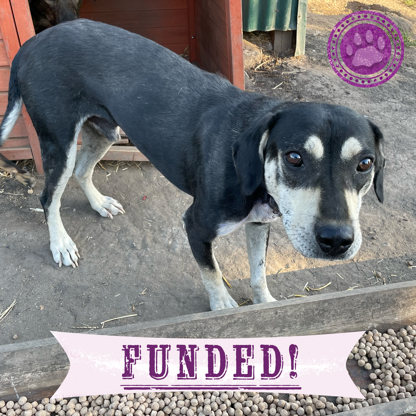 Funded: Save Sick & Starving Dog Found in Destroyed Home in Ukraine