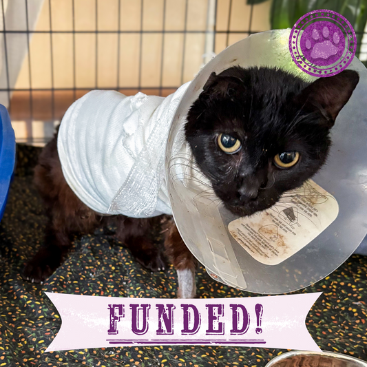 Funded: Cookie Suffered Severe Burns and Needs Surgery to Heal