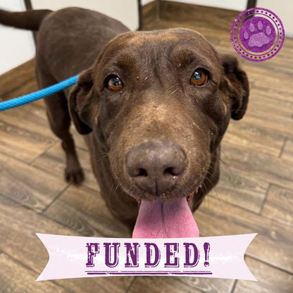 Funded: Dazy Spent Years in Small Cage at Puppy Mill and Needs Surgery to Walk Again