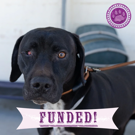 Funded: Help Dog with Missing Eye Trust Again After Being Rescued from Neglect
