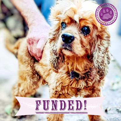 Funded: 32 Neglected Dogs Rescued from Overcrowded Home Need Emergency Medical Care