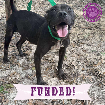 Funded: Help Dogs Removed from Chains Get Medical Care for Untreated Injuries & Illnesses