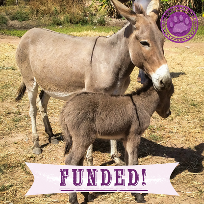 Funded: Help Injured Donkeys Receive Urgent Medical Care