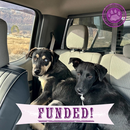 Funded: Sick Puppies Abandoned at Gas Station Need Your Help to Heal